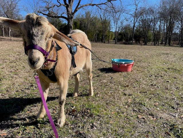 goat pulling a drag