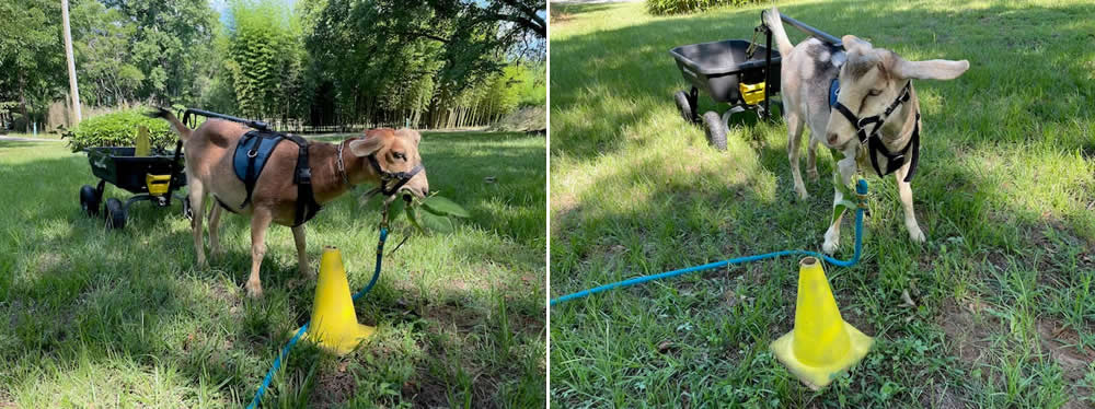 goats with yellow cones